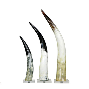 Cuerno de búfalo natural hecho a medida que sopla animales Cuerno real pulido para funciones religiosas y sopla cuerno de vaca - Product Image 3