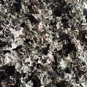 Resina de extracto de hierbas silvestres (Passiflora Foetida) - Product Image 1