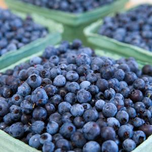 Myrtilles Fraîches de Qualité Supérieure pour l'Exportation, Variété Highbush Classe I, en Vrac - Product Image 6