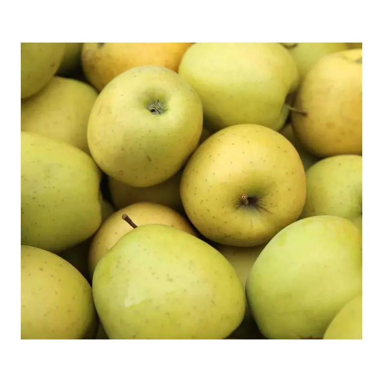 Pommes Golden Delicious de bonne qualité | Pommes rouges Delicious disponibles en vrac frais Stock au prix de gros avec livraison rapide