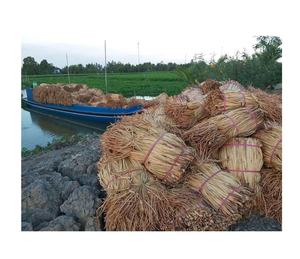 Material de fardos de jacinto de agua seca de alta calidad para tejer cestas fardos de paja seca natural de Vietnam listos para la exportación - Product Image 4