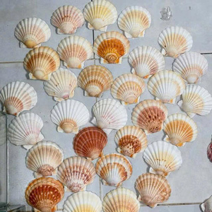 Grande coquille de pétoncle naturelle blanche, coquille de mer authentique, spécimen de coquille de mer pour collection sur le thème côtier et accents d'intérieur - Product Image 2