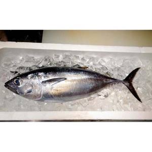 เนื้อทูน่าแช่แข็งแบบพรีเมี่ยมอาหารทะเลที่มีโปรตีนสูงและบรรจุเพื่อการกระจายระหว่างประเทศ - Product Image 6