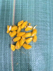 Oferta Vietnam Premium Natural Mulberry Silk Cocoon Pure Alta Calidad Asequible Fábrica Suministro al por mayor para la exportación global - Product Image 4