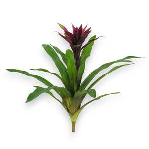 พืชเทียม guzmania - Product Image 1
