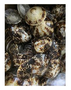 Coquilles de baume Coquille d'escargot de mer naturelle Style émaillé/Coquille de baume brune pour la décoration de festival - Product Image 4