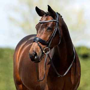 Venta al por mayor Brida de caballo pedido a granel FABRICANTE DE Brida de caballo CABALLO BRIDLE DE JUMPING DE CUERO - Product Image 3