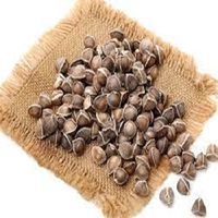 Graines de Moringa Naturelles de Qualité Supérieure
