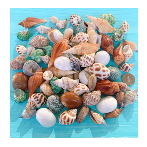 Conchas marinas decorativas refinadas para obras de arte únicas hechas a mano Interiores elegantes y exhibiciones de bodas en la playa - Product Image 5