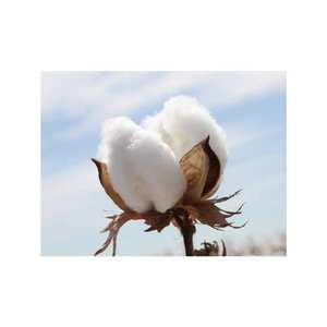 Coton organique naturel pur pour la filature de production de tissus et l'utilisation de l'industrie textile écologique à bon prix - Product Image 4