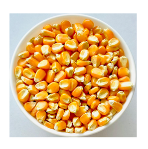 Compre maíz dulce fresco de alta calidad directamente de la granja disponible a granel ahora a un precio al por mayor muy barato - Product Image 3