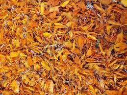 ดอกดาวเรืองสีทองเครื่องดื่มสมุนไพรธรรมชาติชาเพื่อสุขภาพส่งเสริมการผ่อนคลายสุขภาพผิวผ่อนคลายกลิ่นหอมดอกไม้สดใส - Product Image 2