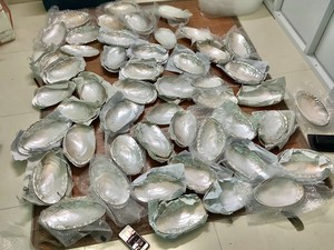 Assiettes en nacre, coquillages, coquilles de caviar, assiettes en coquille de conque, accessoires artisanaux de haute qualité, plat de présentation - Product Image 4