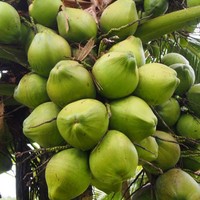 Khey Taladthai Verse Jonge Kokosnootpulp Thailand - Zoet Voedzaam Graad 1,2kg Perfect Rijp voor Hydratatie en Culinaire Genot