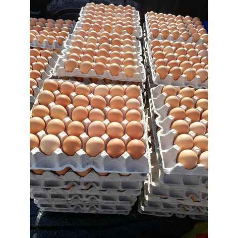 DISCOUNT PRICE FRESH CHICKEN EGGS for SALE