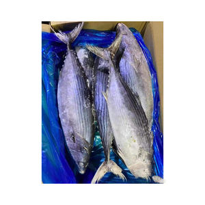 Venta al por Mayor de Pescado Bonito Fresco Congelado de la Mejor Calidad al Mejor Precio - Product Image 2