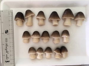 SETA de pajita enlatada IQF, buen precio, entrega rápida desde Vietnam - Product Image 5