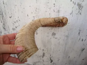 Longue corne de bélier écologique avec forme unique faite à la main et idéale pour les pièces d'art montage mural ou les conceptions inspirées de la nature - Product Image 4