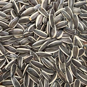 Graines de pastèque bio / Graines de pastèque noire / Graines de melon brun en vrac, snacks bruts disponibles à la vente et à l'exportation - Product Image 3