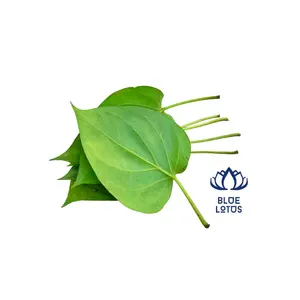 Dry Betel Leaf - High Quality Agricultural From Vietnam