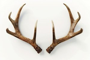 Cuernos de ciervo rojos enteros a la venta con adornos de cuernos de ciervo Ventas a granel - Product Image 2