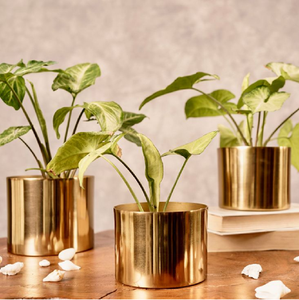 Un ensemble de trois jardinières cylindriques en laiton de différentes hauteurs, toutes avec une finition lisse et polie, tenant de petites plantes vertes. - Product Image 1