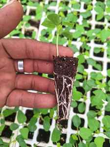 Sustrato de germinación de semillas hecho con musgo de turba báltico de primera calidad para un desarrollo óptimo de las raíces - Product Image 3