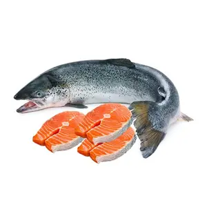 Super Quality Whole Frozen Fresh Salmon Fish / Frozen Norwegian Atlantic Salmon Fillet