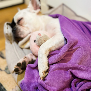 Serviette de toilettage pour animaux de compagnie en microfibre super absorbante Serviette de séchage douce pour chien pour grand et petit chien pour la salle de bain - Product Image 6