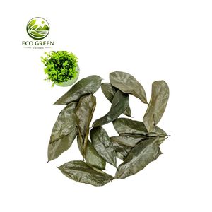 Feuilles de Graviola Biologiques Séchées, Thé aux Feuilles de Corossol, Thé Herbal Premium, Fournisseur en Gros, Exportation en Vrac du Vietnam - Product Image 5