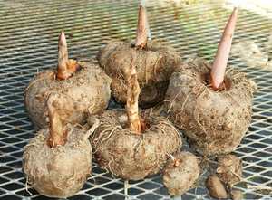 Poudre de konjac thaïlandais de haute qualité 75% glucomannane direct de thaïlande extraits de plantes cultivées à l'état sauvage quantité minimale de commande emballage de tambour de 20 kg - Product Image 4