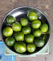 Nouvelles arrivées de citrons verts sans pépins, fruits frais, prêts à l'exportation mondiale, haute qualité, prix abordable, emballage OEM, qualité Vietnam Delta du Mekong 3