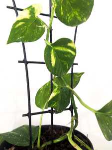 Treillis mural en métal noir pour pots de fleurs et jardinières en PVC - Product Image 3