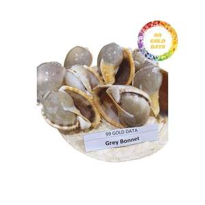 Suministro de conchas marinas a granel de gran oferta para fabricantes y mayoristas con alta calidad y buenos precios de Vietnam - Product Image 3
