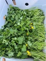 Boîte en plastique ondulé Coroplast polypropylène Emballage agricole pour collards coriandre brocoli maïs
