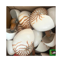 Coquillages de mer Nautilus Offre Spéciale de haute qualité avec/sans coquille de mer d'ormeau naturel poli pour la décoration de la maison de bonne qualité