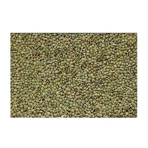 Nouvelle culture de lentilles vertes biologiques de haute qualité Lentilles vertes pures naturelles avec un produit sans OGM à prix compétitif - Product Image 5