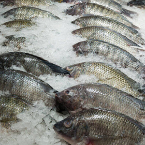 Pescado Tilapia Congelado BQF |   Precio Competitivo |   Suministro Mayorista Confiable para Importadores de Malí - Product Image 1