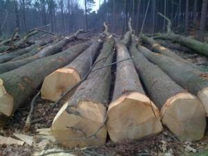Wholesale Beech <b>Logs</b> With Diameter Distribution Optimized For Veneer <b>Cutting</b> And Lumber Manufacturing Global Export Markets - Product Image 5