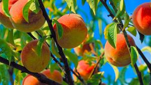 100% NATUREL Fruits de pêche frais Fruits tropicaux pour faire des smoothies, des jus ÉCHANTILLON GRATUIT Fabriqué au Vietnam - Product Image 2