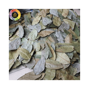 Feuilles de corossol séchées en gros en vrac Poudre de feuilles de Graviola Fournisseur de premier plan Feuilles d'Annona Muricata au meilleur prix - Product Image 5
