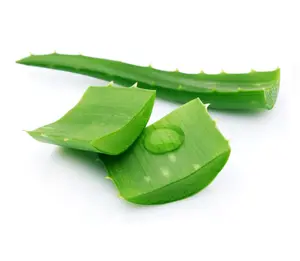 100% NATURAL Fresh Aloe vera herb plant good for healthNo growth stimulants and pesticides