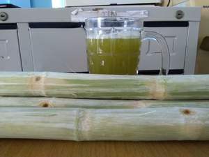 VENTAS CALIENTES 2024 PRODUCTO DE ALTA CALIDAD CAÑA DE AZÚCAR CONGELADA VENTA ENTERA - Product Image 4