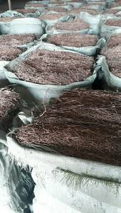 Fournisseurs du Vietnam Feuille de gelée d'herbe noire-Gelée d'herbe séchée de qualité supérieure, prix de gros, haute qualité pour les grosses commandes à l'exportation - Product Image 6