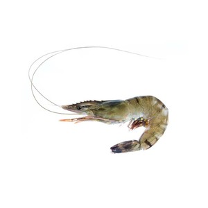 Camarones Vannamei congelados al por mayor, camarones frescos congelados de alta calidad - Product Image 5