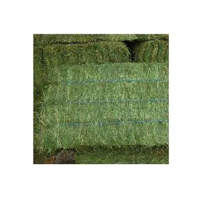 Premium Organic Alfalfa Hay Rhode Grass Hay Timothy Hay Animal Feed para ganado y caballos - Product Image 6