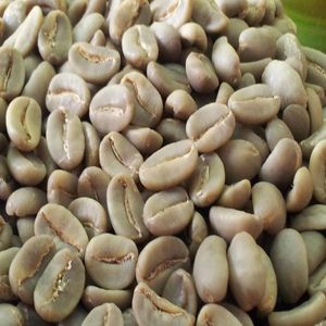 เมล็ดกาแฟอาราบิก้าพรีเมียมแบบดิบ ไม่ผ่านกระบวนการคั่ว ล้างสะอาด 100% อาราบิก้า ขายส่งจำนวนมาก - Product Image 5