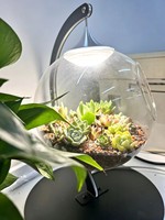 Terrariums en verre avec lampe de culture LED à spectre complet, lampe de table pour plantes succulentes, décoration de micro-paysage