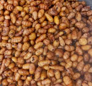 Noix de tigre de haute qualité à vendre - Product Image 2