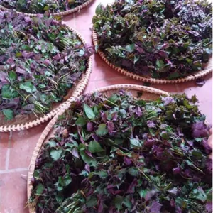 FEUILLES DE PERILLA SÉCHÉES PREMIUM ÉTIQUETTE PROPRE DU VIETNAM - Product Image 2